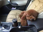 家里的第一只小泰迪